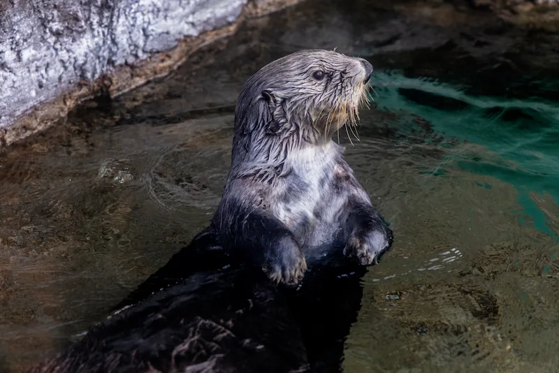 A sea otter at the Seattle Aquarium floating in the water on its back, with its head held up and face looking to the side.