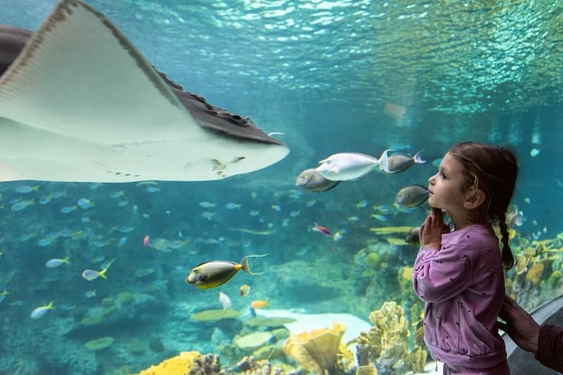 A young child looks through a window in at a large bowmouth guitarfish swimming by inside the Ocean Pavilion's Reef habitat.