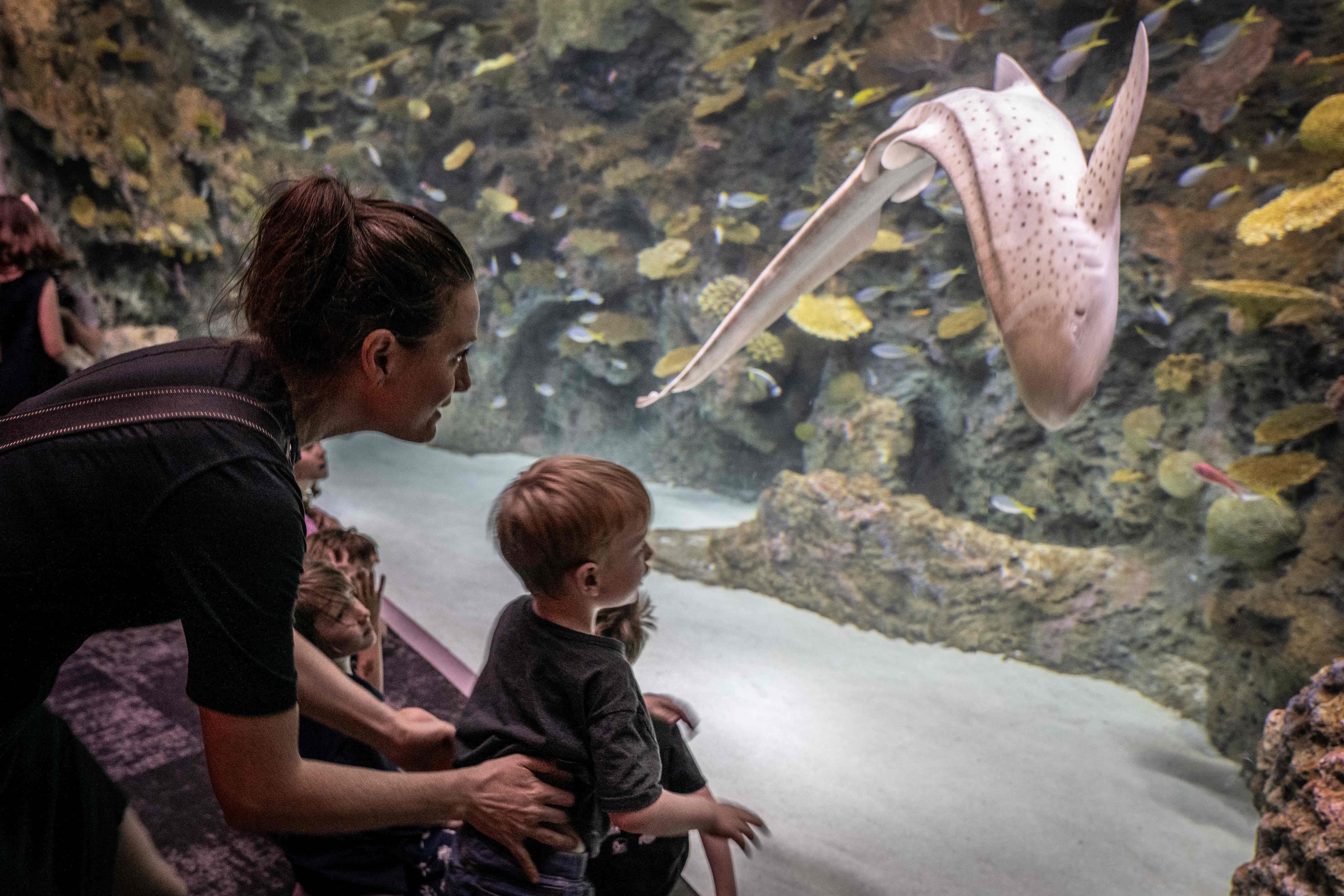 A woman with a young child looking through a large window at an Indo-Pacific leopard shark swimming in The Reef habitat at the Seattle Aquarium Ocean Pavilion.