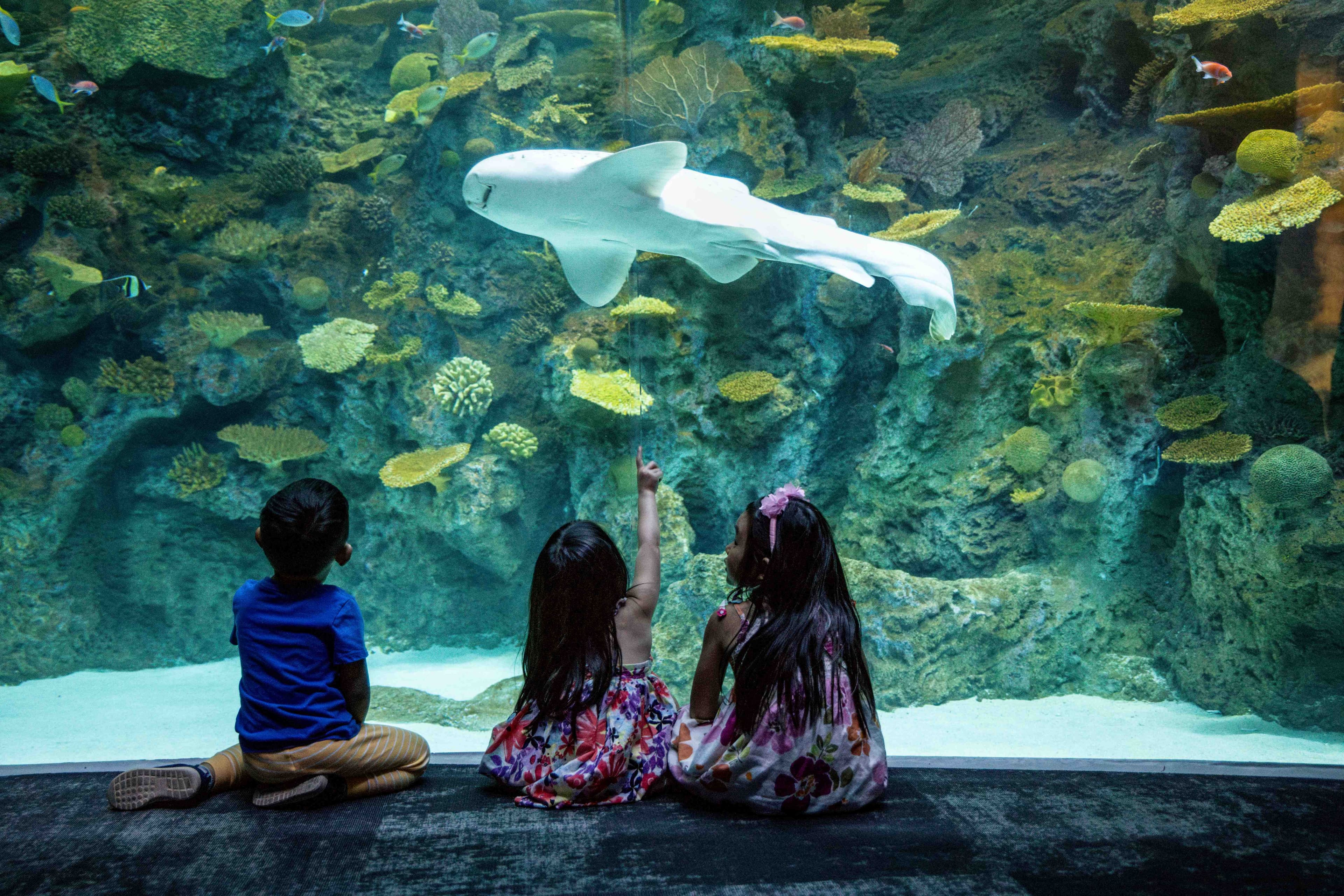 Three children sitting on the floor in front of a large window looking into The Reef habitat. One child is pointing up at a leopard shark swimming by.