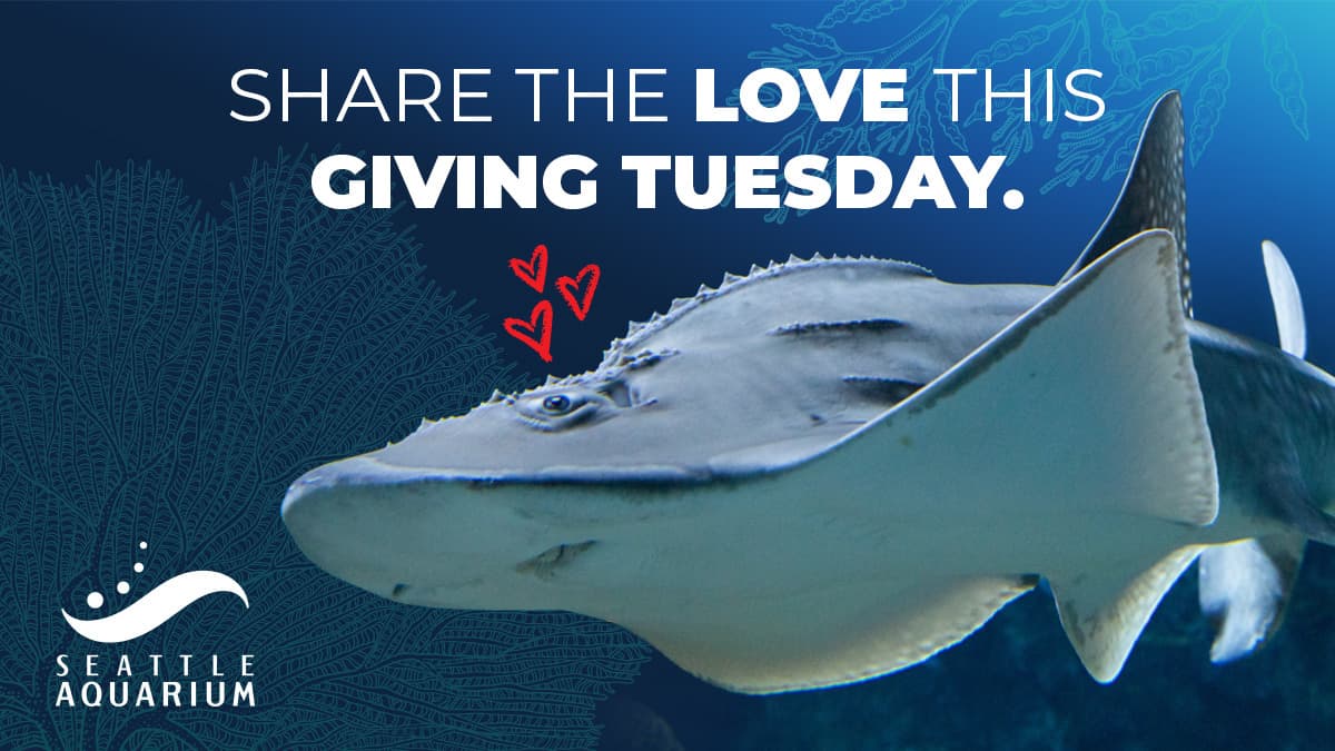 Photo of an adult bowmouth guitarfish swimming against a background of illustrated corals with the text Share the love this Giving Tuesday.