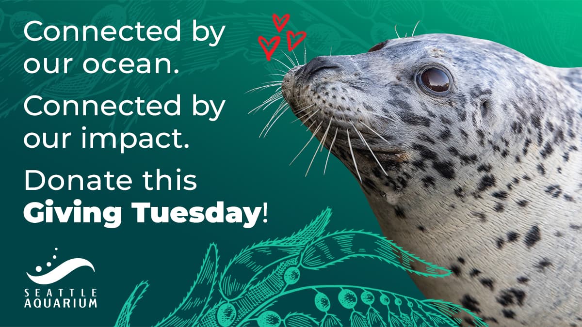 Photo of an adult bowmouth guitarfish swimming against a background of illustrated corals with the text Share the love this Giving Tuesday.